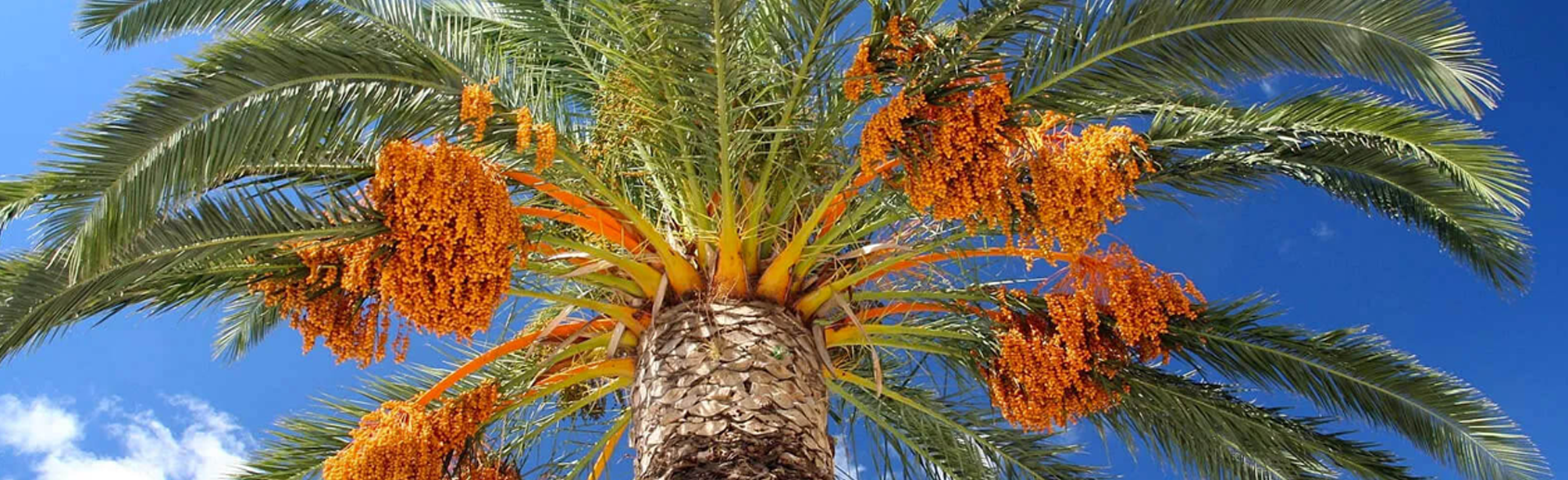 tamareira. quem planta tâmaras não colhe tâmaras